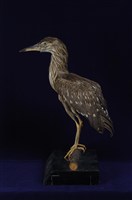 藏品(夜鷺)的圖片